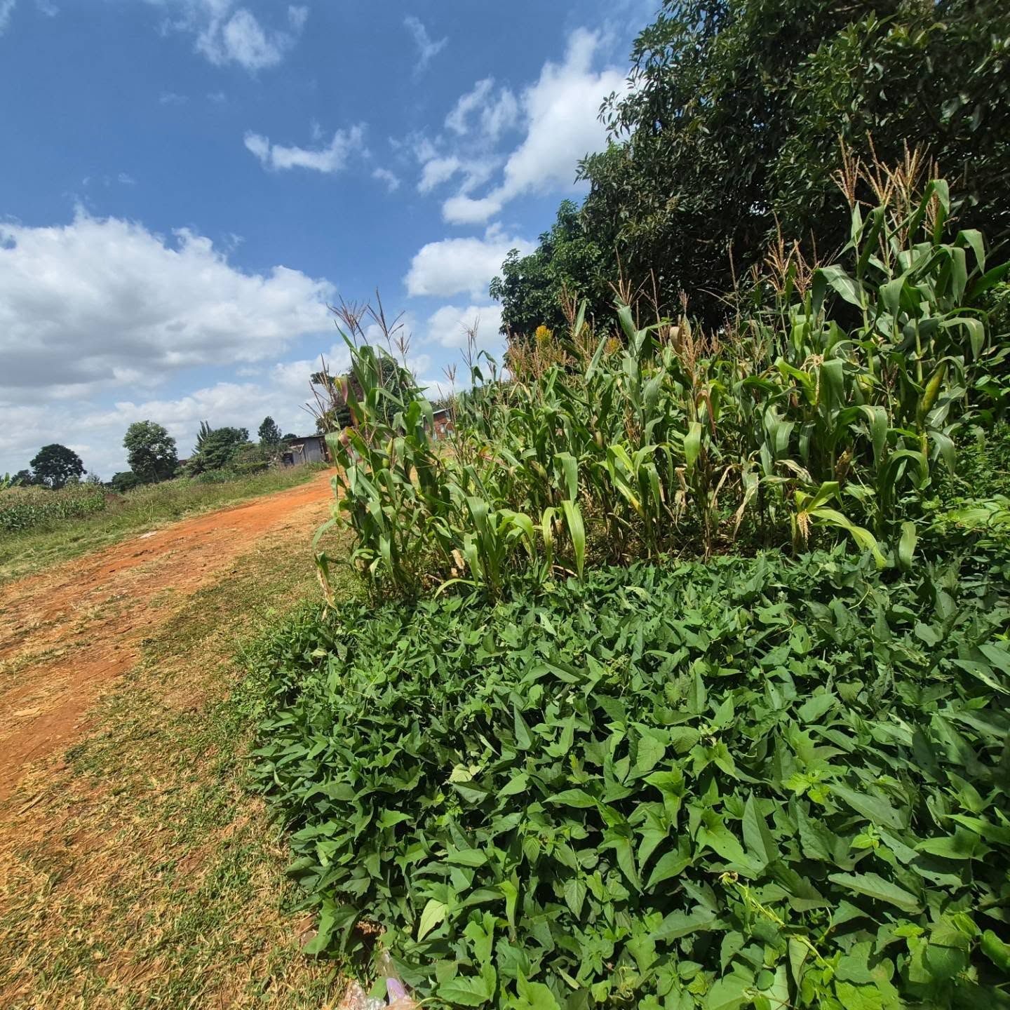 2 Acres Land for Sale — Runda, Nairobi