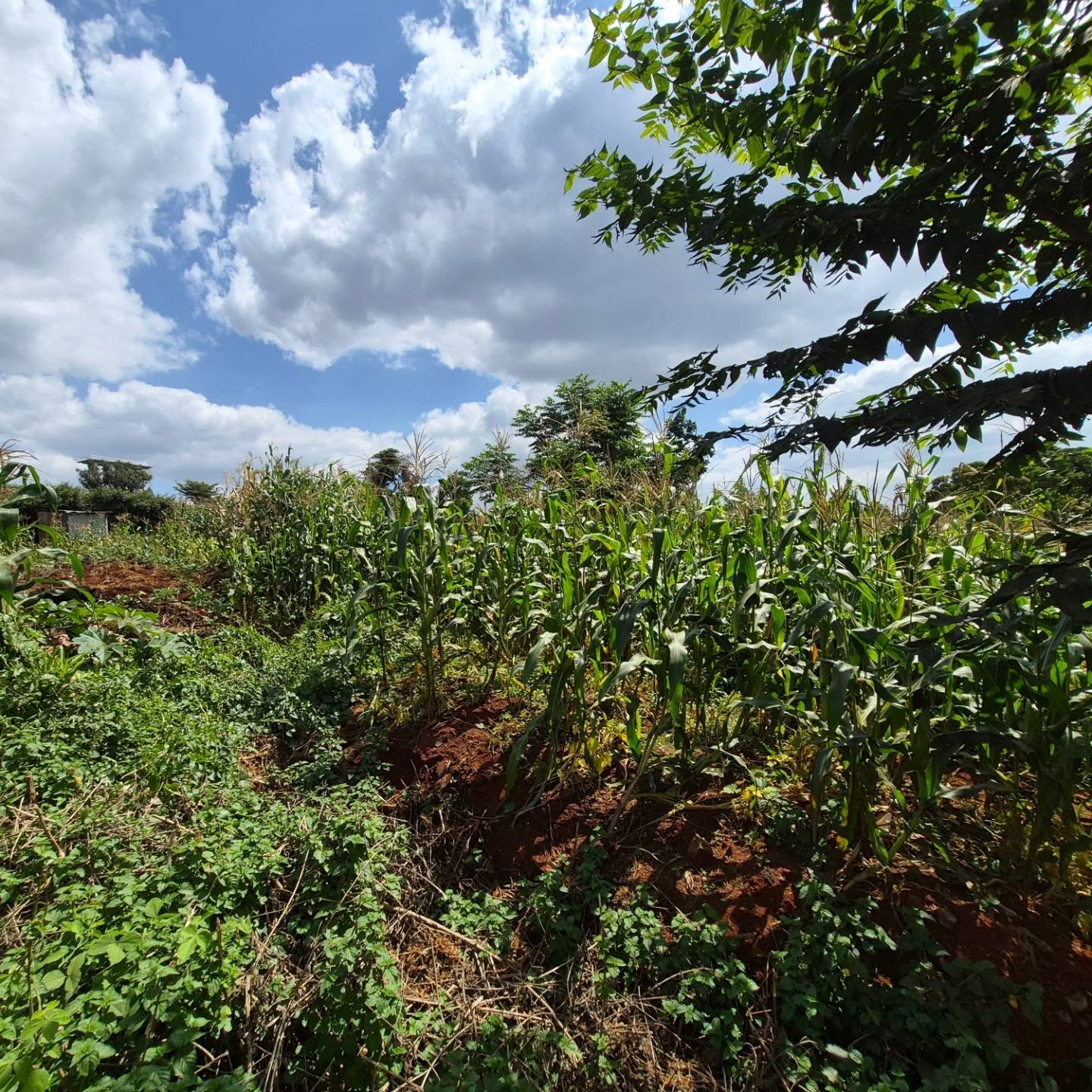 2 Acres Land for Sale thumbnail 2