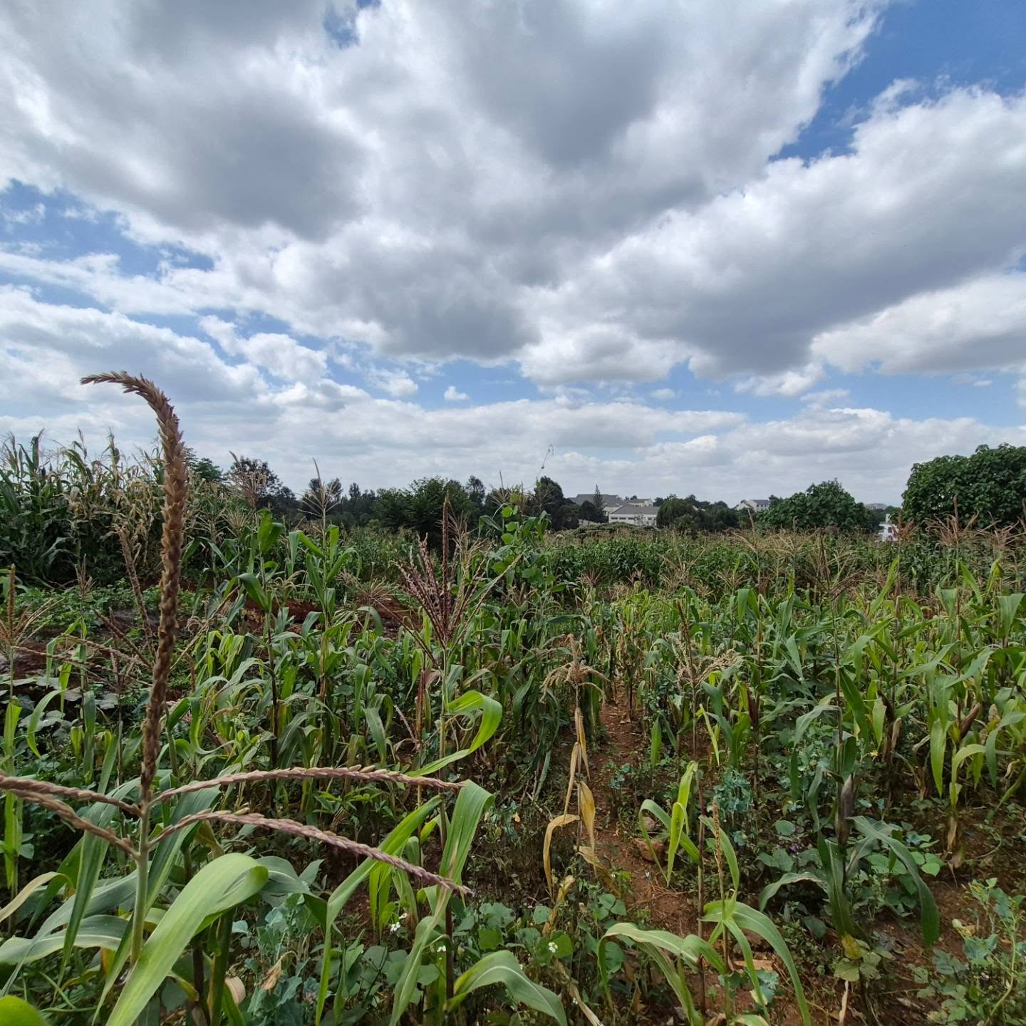 2 Acres Land for Sale thumbnail 7