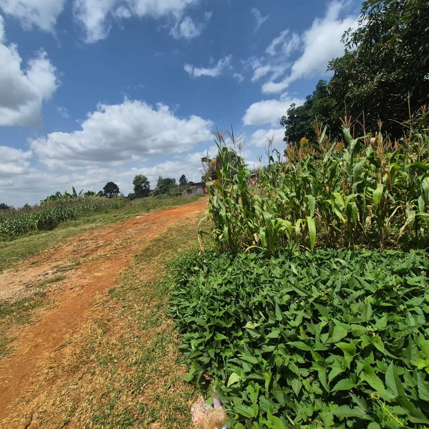 2 Acres Land for Sale thumbnail 9