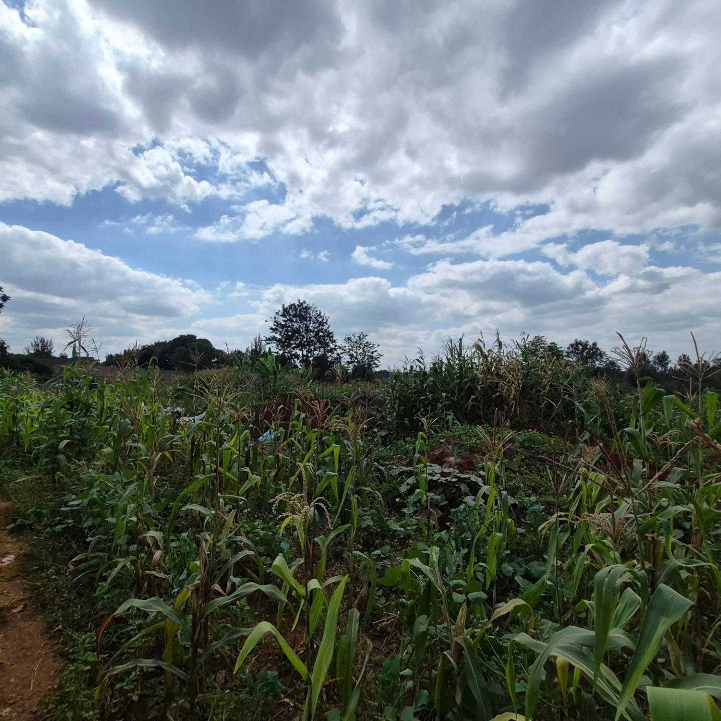 2 Acres Land for Sale thumbnail 10