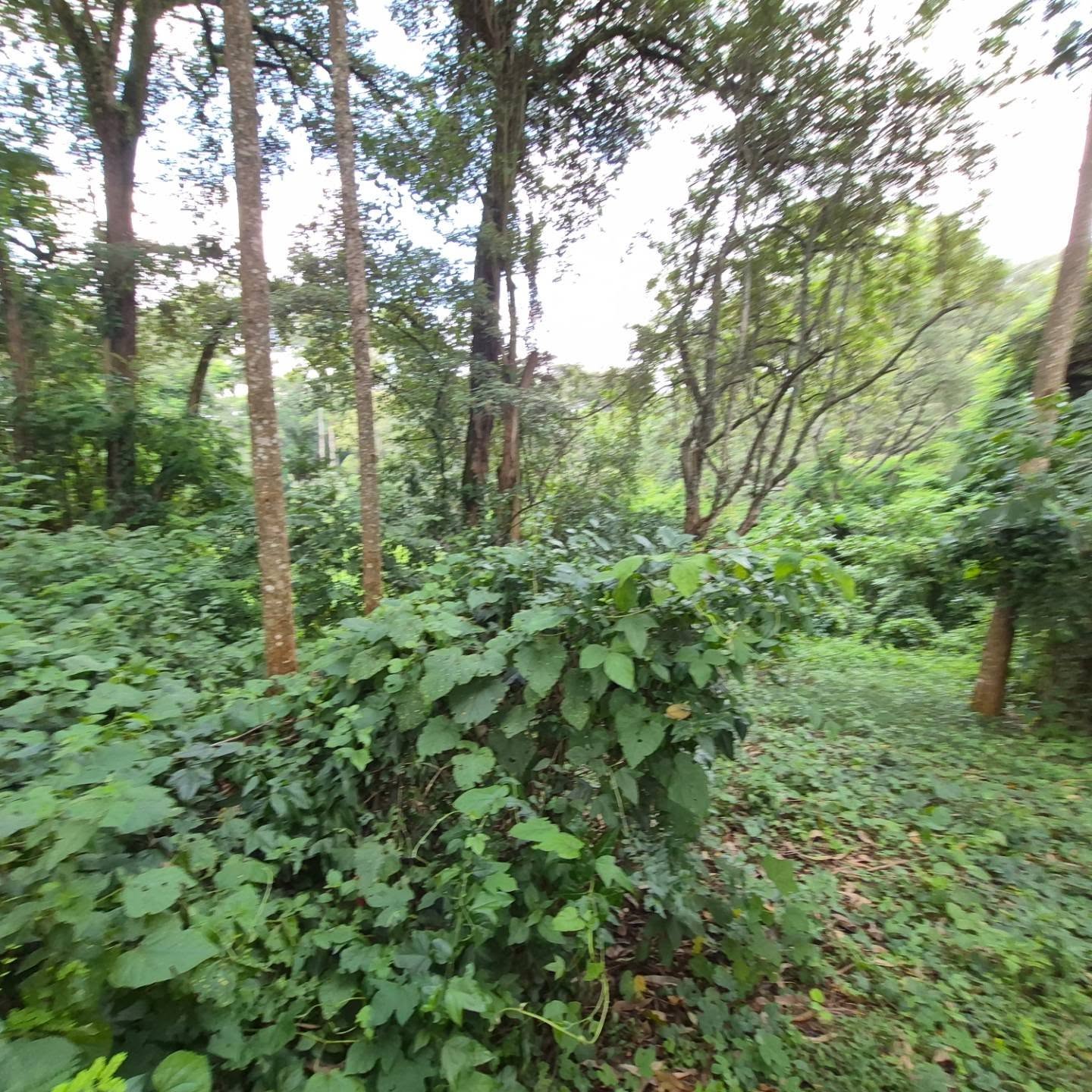 Land for Sale in Old Kitisuru — Kitisuru, Nairobi