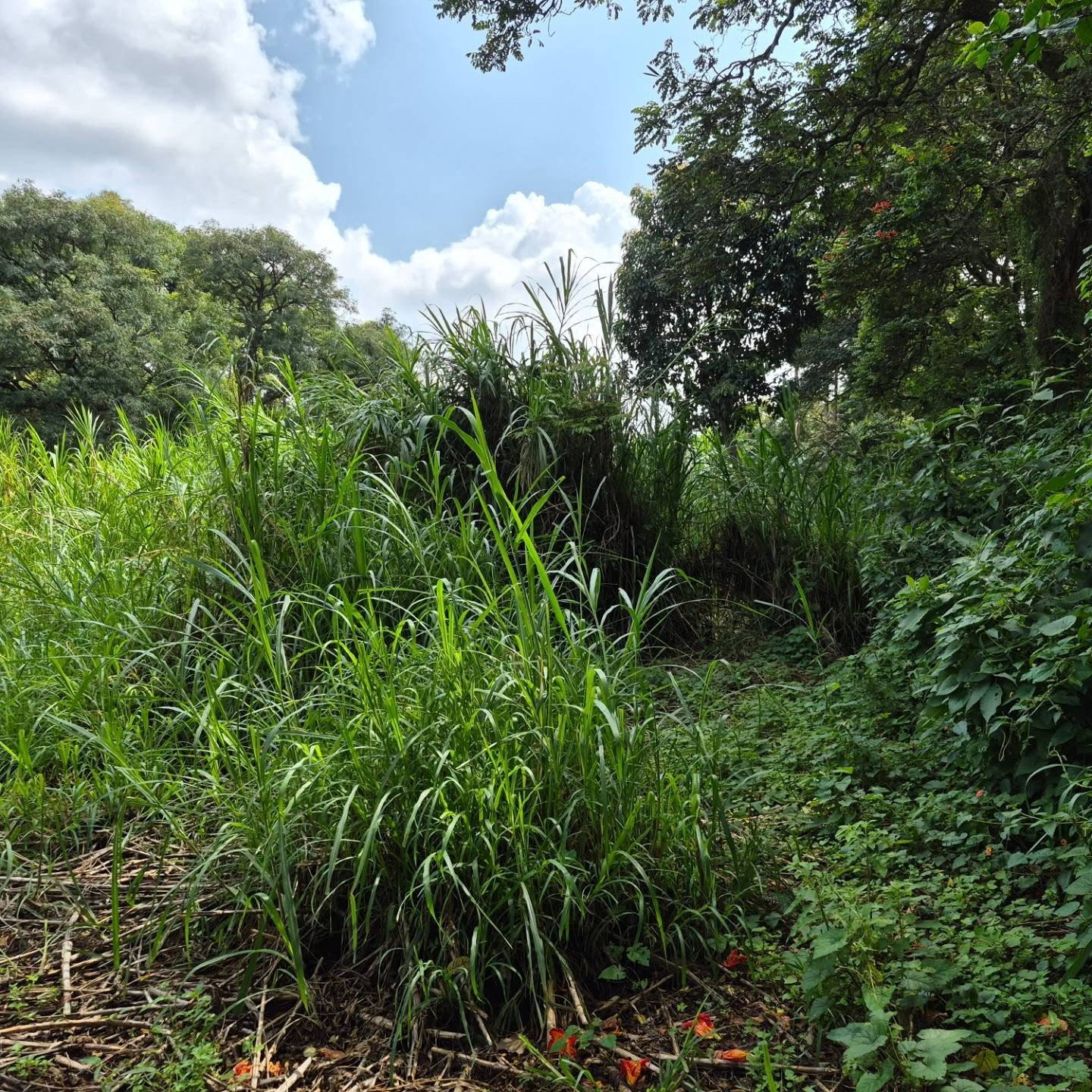 Land for Sale in Old Kitisuru thumbnail 2