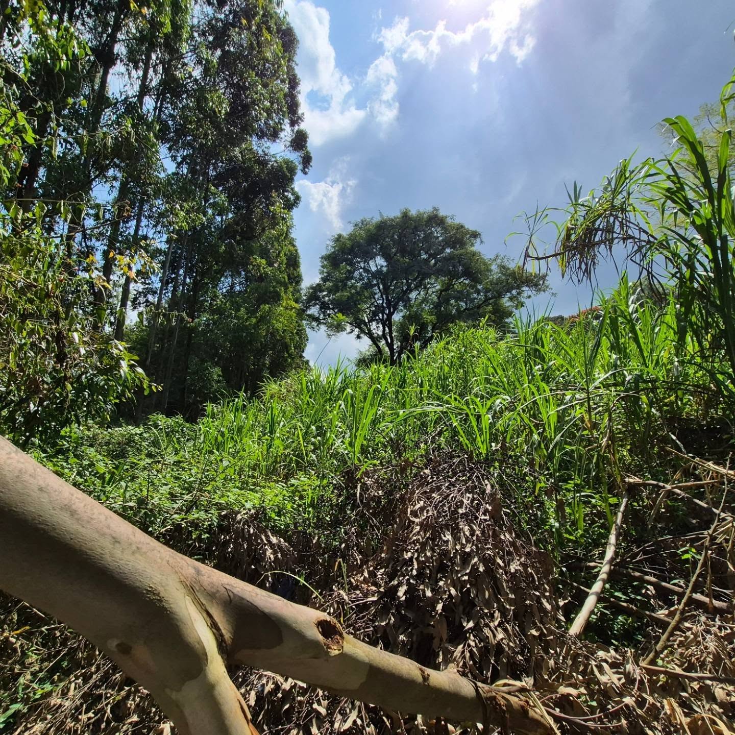 Land for Sale in Old Kitisuru thumbnail 3