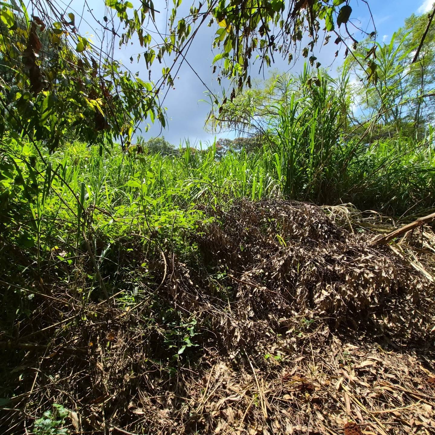 Land for Sale in Old Kitisuru thumbnail 4