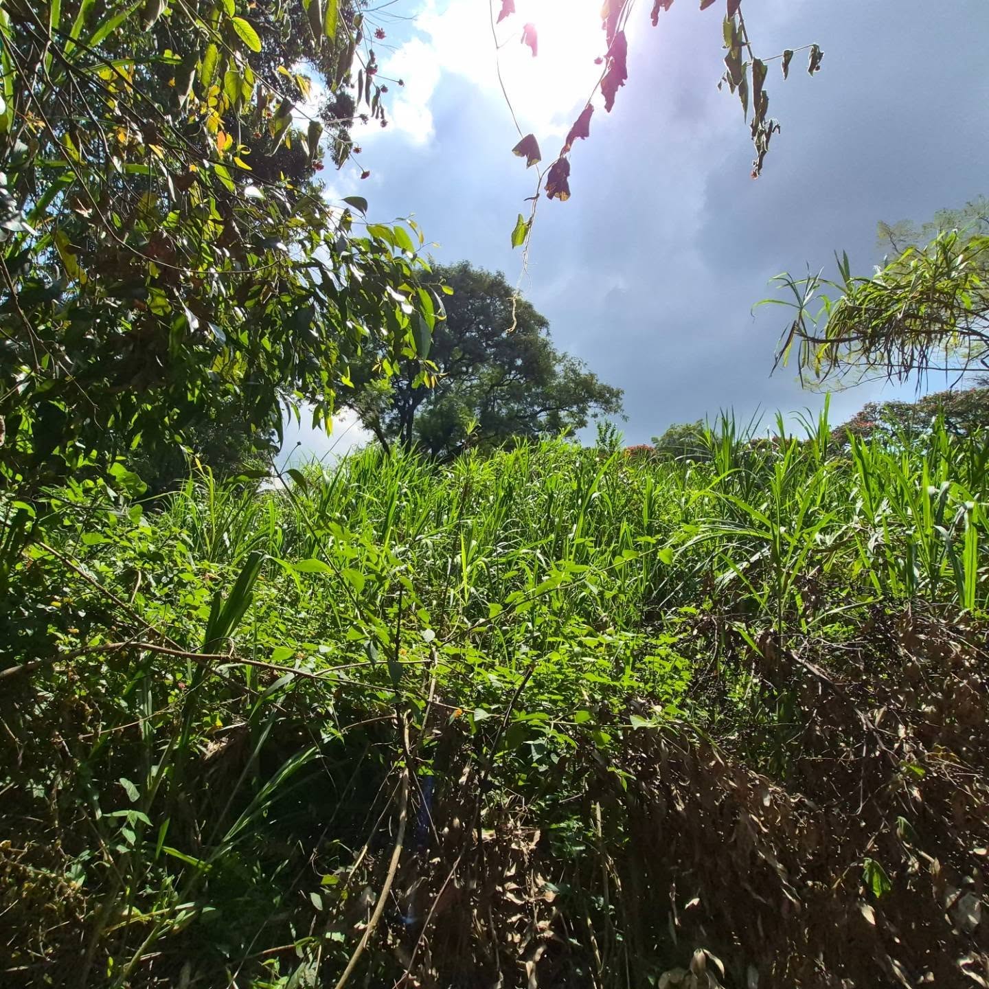 Land for Sale in Old Kitisuru thumbnail 5