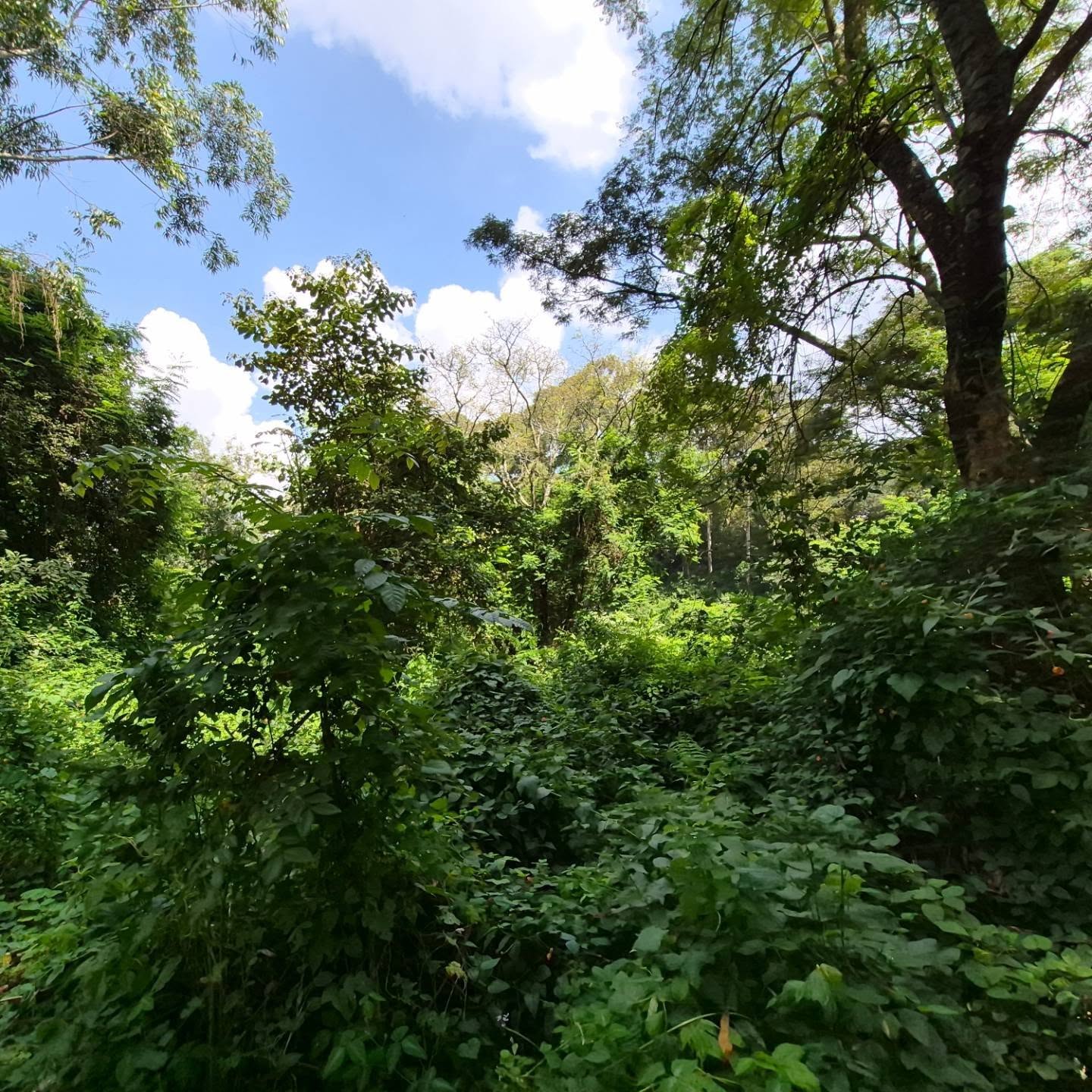 Land for Sale in Old Kitisuru thumbnail 6