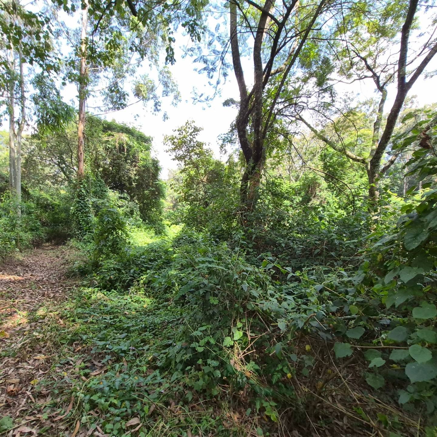 Land for Sale in Old Kitisuru thumbnail 8