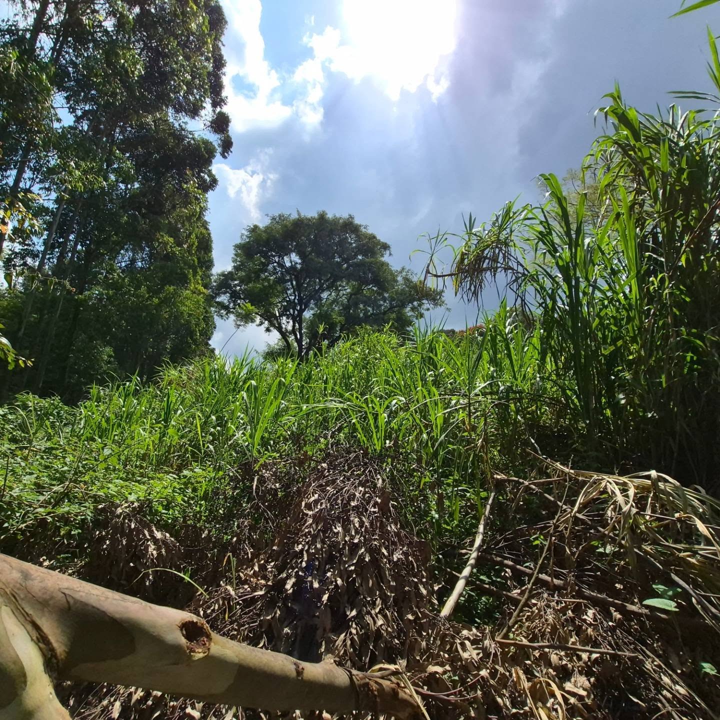 Land for Sale in Old Kitisuru thumbnail 9