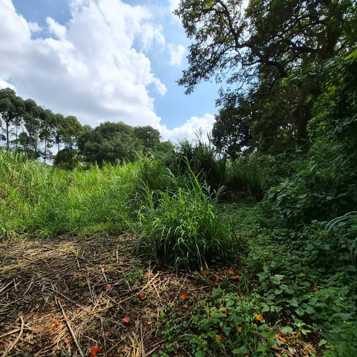 Land for Sale in Old Kitisuru thumbnail 10