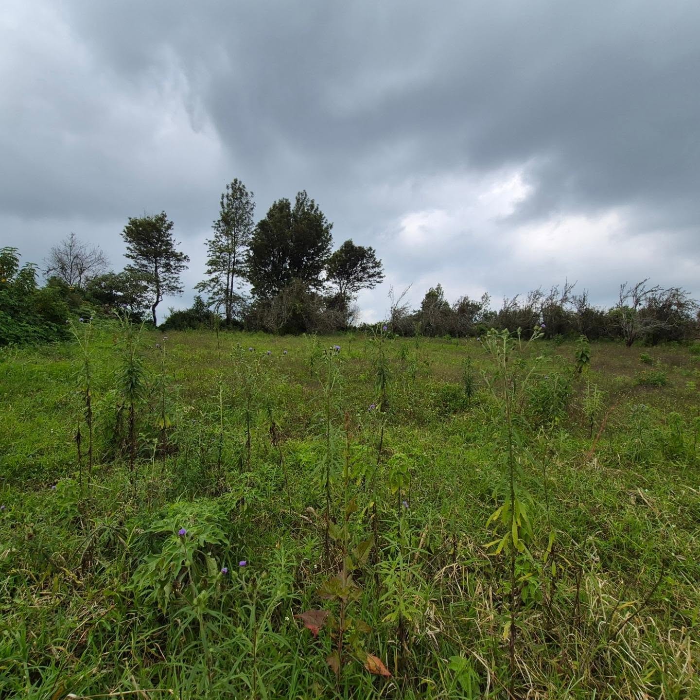 Land For Sale in Tigoni — Tigoni, Kiambu