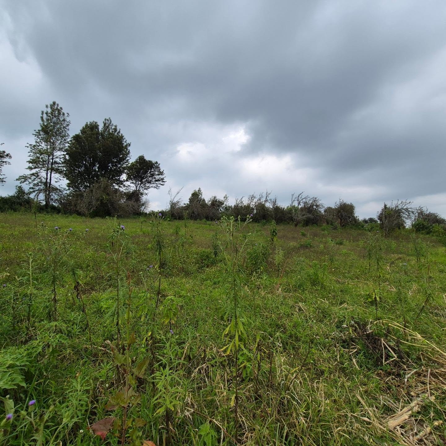Land For Sale in Tigoni thumbnail 3