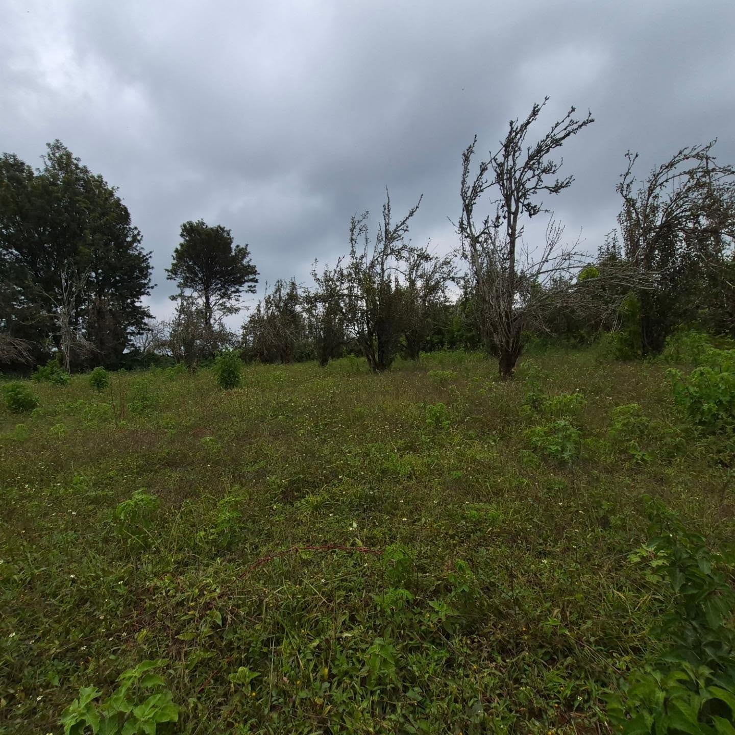 Land For Sale in Tigoni thumbnail 4