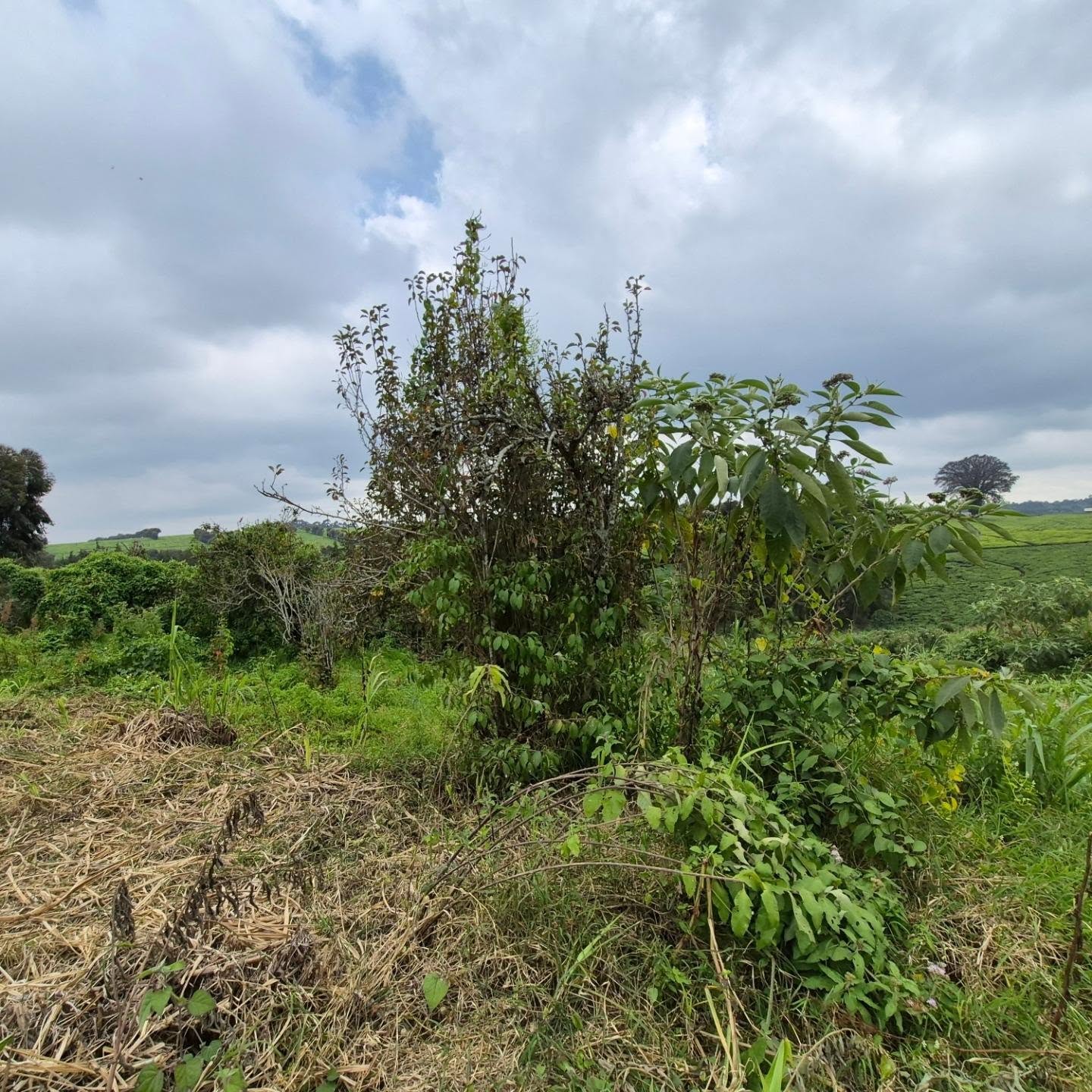 Land For Sale in Tigoni thumbnail 7