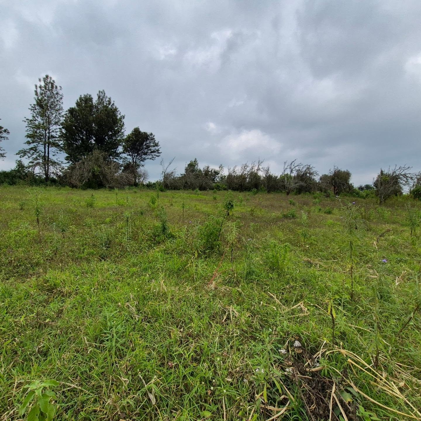 Land For Sale in Tigoni thumbnail 10